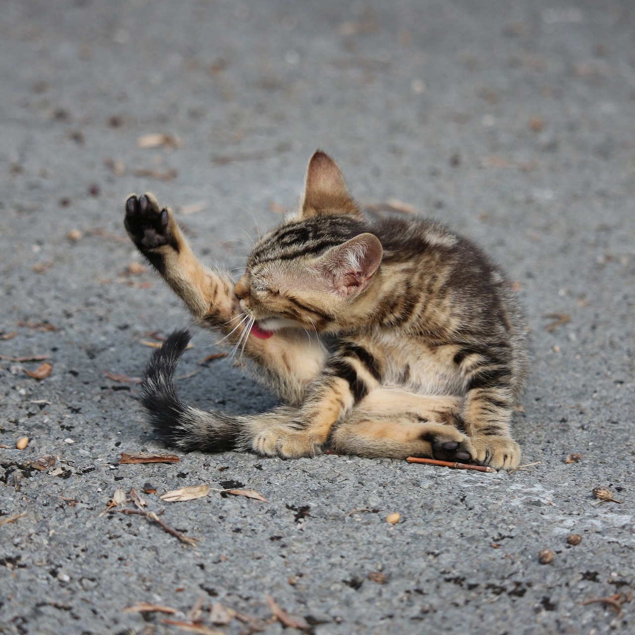 The Best Practices for Grooming Cats at Home